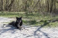 Chernobyl wild dog
